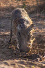 Wild boars in the african savannah