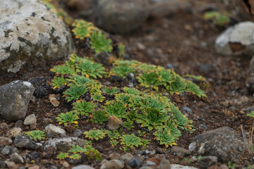 green moss on the ground