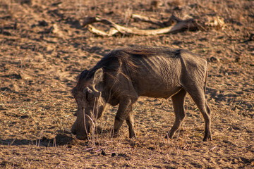 Wild boars in the african savannah