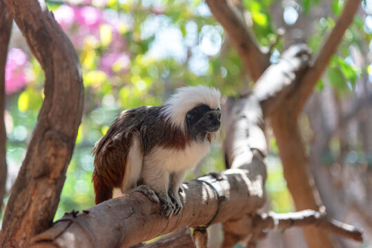 Primer plano de un hermoso tit&iacute; blanco y marr&oacute;n, Saguinus oedipus, en la rama de un &aacute;rbol y rodeado de mucha vegetaci&oacute;n en el parque de animales de Fuerteventura en las Islas Canarias.