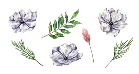 Winter botanical illustration anemones leaves pampas floral design