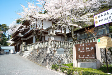 京都霊山護国神社 桜の名所