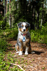 Adorable Australian Shepherd Puppy in forest. A Bundle of Fluff and Love Ready to Steal Your Heart