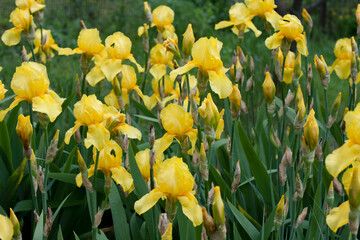 Flowerbed of blooming yellow bearded irises in garden. Beautiful bright spring flowers. Nature...