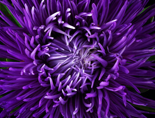 purple aster flower texture background close-up - obrazy, fototapety, plakaty