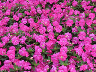 new guinea pink flower scient. name Impatiens hawkeri