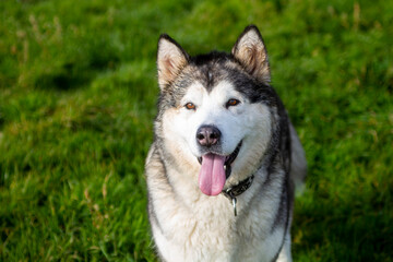 alaskan malamute dog sunshine day