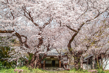 cherry blossom tree