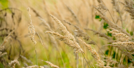 autumn grass for background