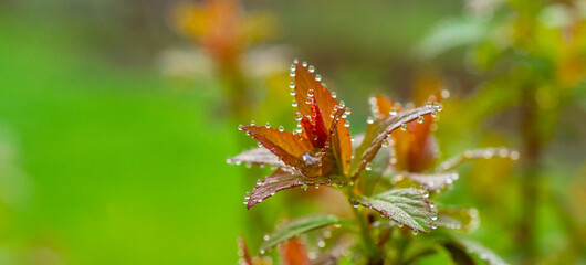 beautiful wet leaves for background close-up