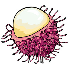 drawing isolated lychee fruit, background for textile, trendy texture, wallpaper, as well as postcards, highlight individual PNG objects.