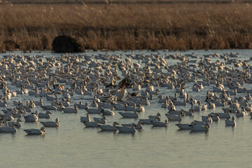 Flock of Snow Geese float on a pond in the marsh