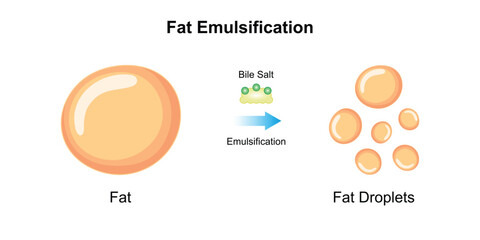 Fototapeta na wymiar Scientific Designing of Fat Emulsification and Fat Digestion. Vector Illustartion.