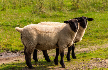 sheep and lamb