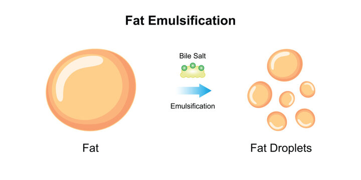 Scientific Designing of Fat Emulsification and Fat Digestion. Vector Illustartion.