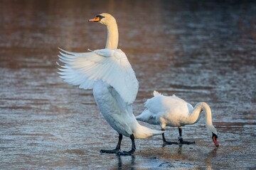 Two white mute swans with orange beaks standing on frozen surface of a lake. One is foraging and second spreading its wings. Sunny winter day.