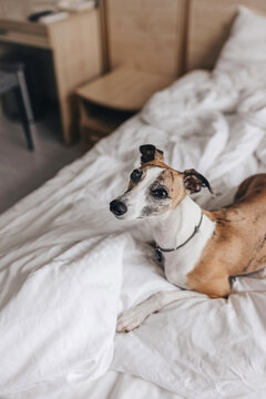 Beautiful Whippet Dog rests on large bed in hotel room. Beautiful modern photo for design decoration, banner, print, card, invitation..