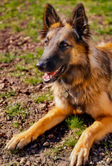 Chien de berger belge