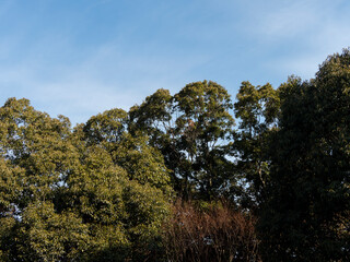 青空と樹木の背景素材