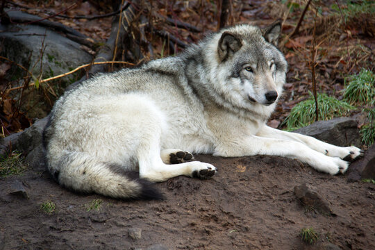 Grey wolf relaxing on the ground