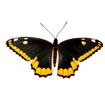 Vibrant Butterfly on a White Background. Black and Yellow Butterfly Isolation Created with Generative AI and Other Techniques