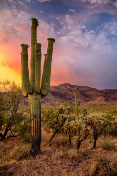 Saguaro Cactus At Sunset Near The Superstition Mountains