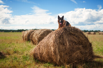 Smart red german shepherd dog lying on a big haystack