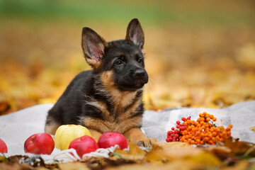 Cute german shepherd puppy lying on a blanket in autumn, maple leaves and apples around