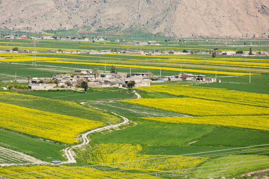 Kanola Farm, Noorabad Mamasani, Fars, IRan