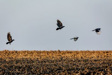 Four birds, two Eurasian jackdaws and two black and white magpies, flying above a brown ploughed field. Sunny evening. Blue sky in the background.