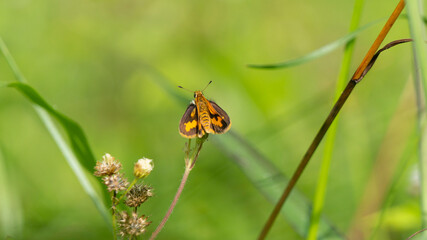 Potanthus omaha, commonly known as the lesser dart, is a species of skipper butterflies