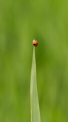The Milkweed Leaf Beetle (Labidomera clivicollis) is a small beetle species with a distinctively vibrant metallic green coloration and black spots on its wing covers