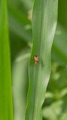 Leptocorisa oratoria, the rice ear bug, is an insect from the family Alydidae, the broad-headed bugs. This species is commonly confused with Leptocorisa acuta, and other similar, related 