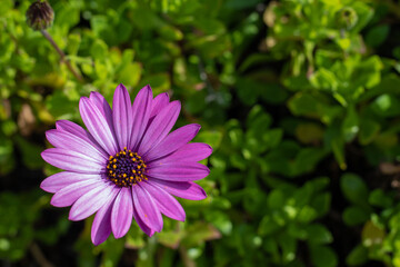 Obraz premium One pink or purple African Daisy flower, focus on the flower, top view