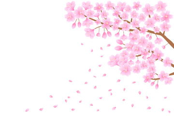 白背景に桜と舞い散る花びら

