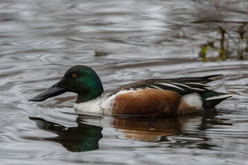 A northern shoveler drake in the water.