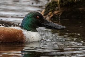 Close up of Northern Shoveler drake head.