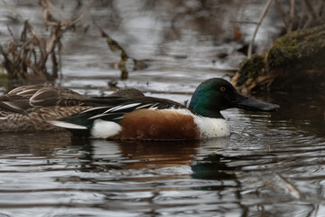 Northern shoveler drake and hen.