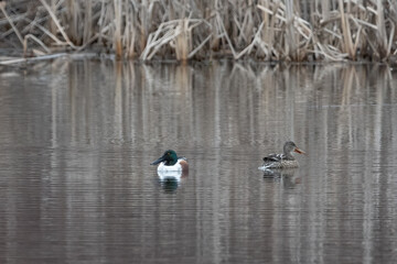 Northern shoveler drake and hen.