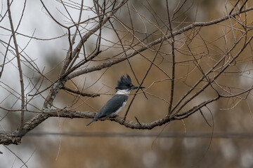 Belted Kingfisher perching in tree.