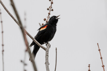 A male red winged blackbird calling from tree branch.