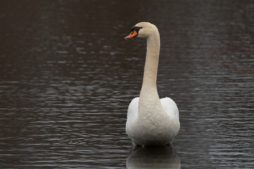A mute swan in shallow water.