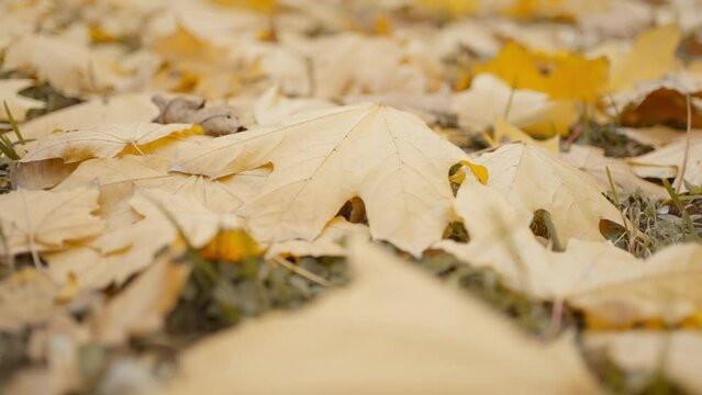 slow motion close up golden muple leaves on fround and grass in autumn park