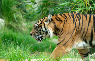 Fototapeta premium Taronga zoo tiger