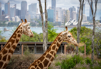 Taronga zoo giraffe