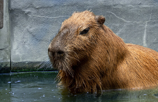 Taronga zoo capybara