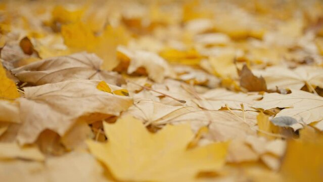 slow motion close up golden muple leaves on fround and grass in autumn park
