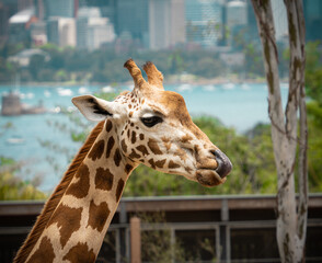 Taronga zoo giraffe
