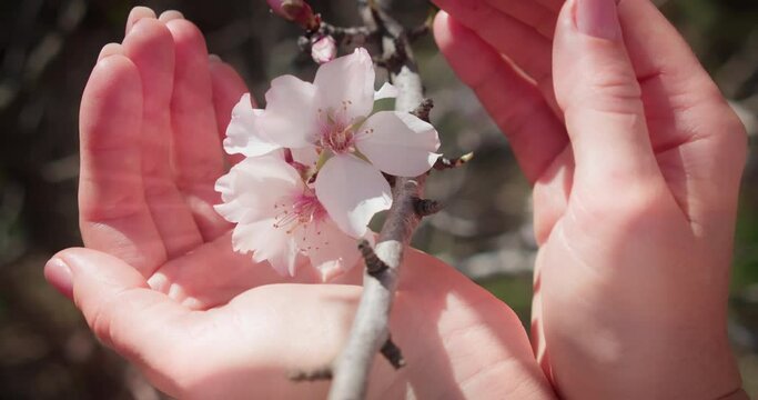 Glowing spring flowers on almond tree. Caring for environment by human hands. Blooming fruit garden close-up background.