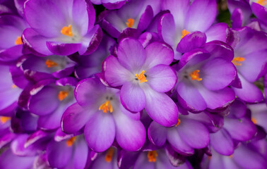 Obraz premium purple and yellow crocus